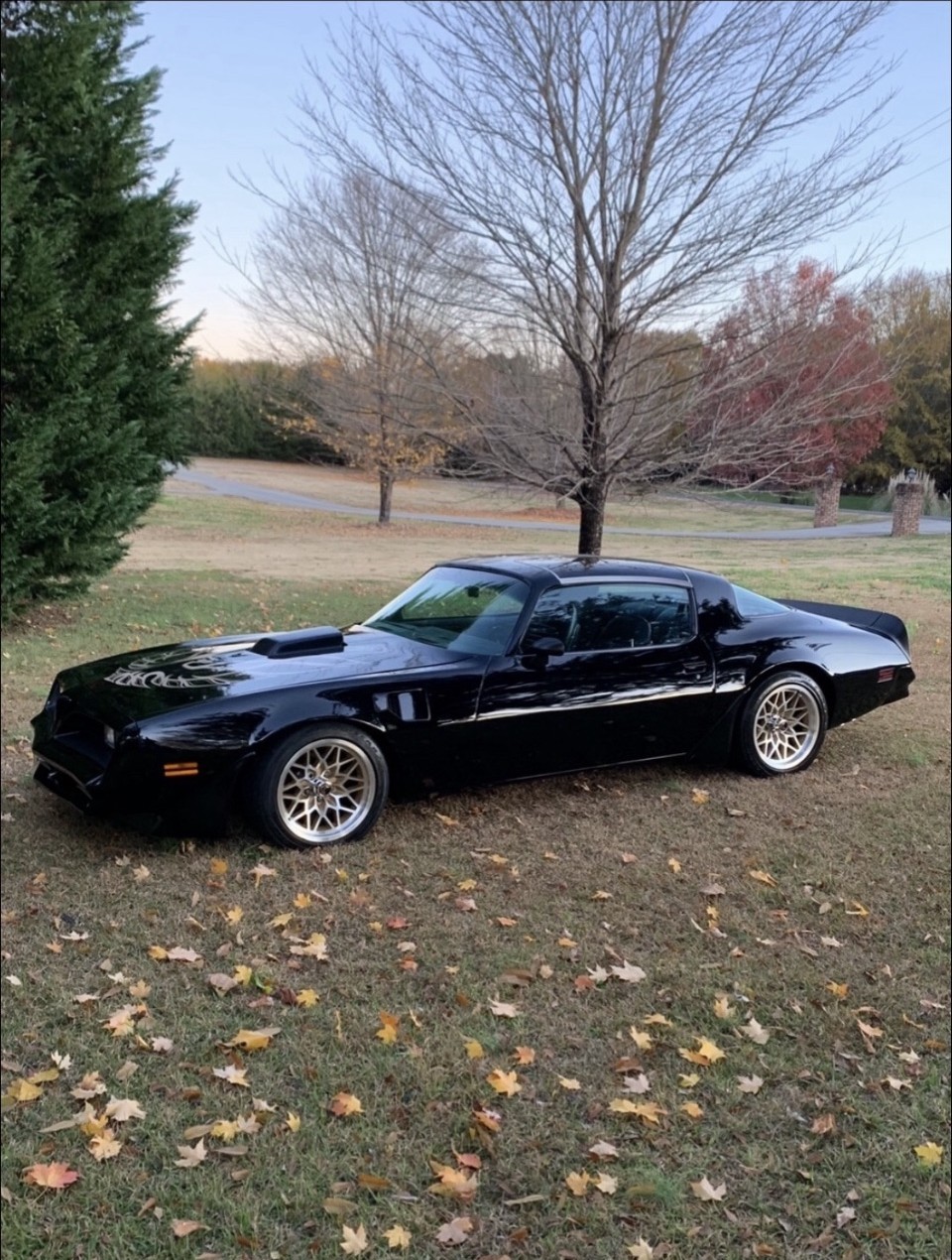 Black Trans Am under a bare tree